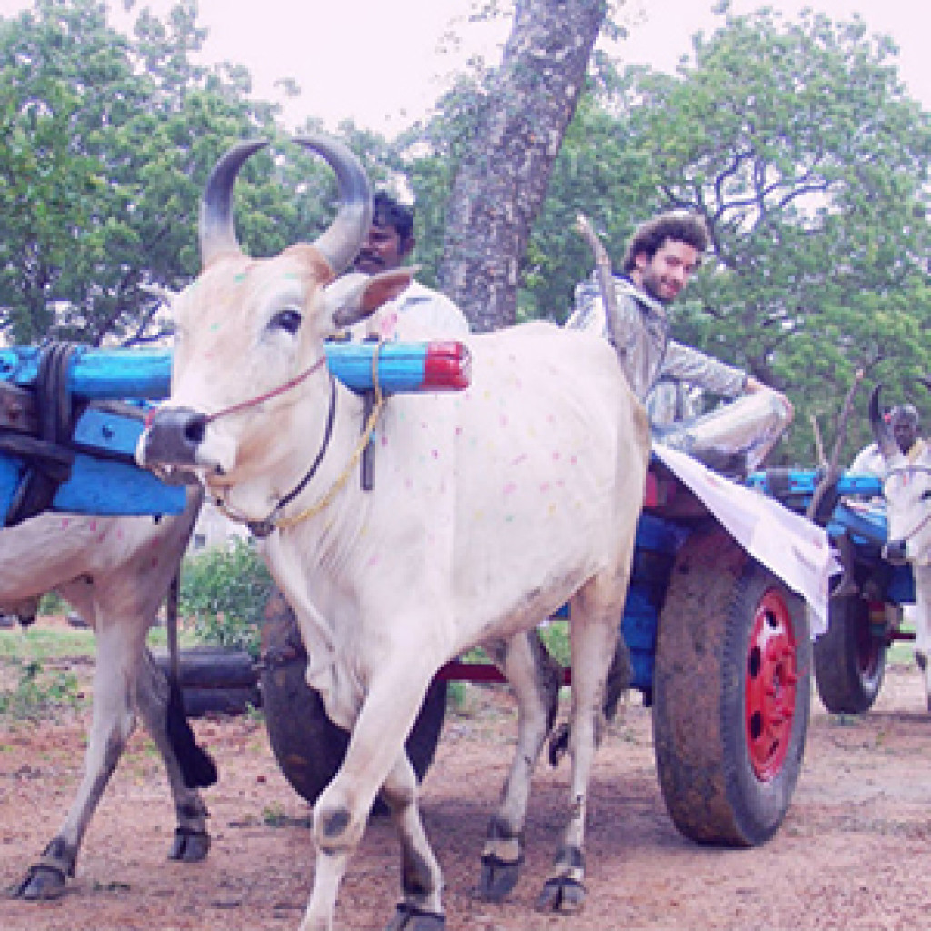 The Bullock Cart The